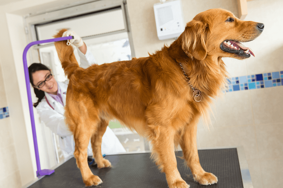 Canine Anal Glands Common Issues And Preventing Them